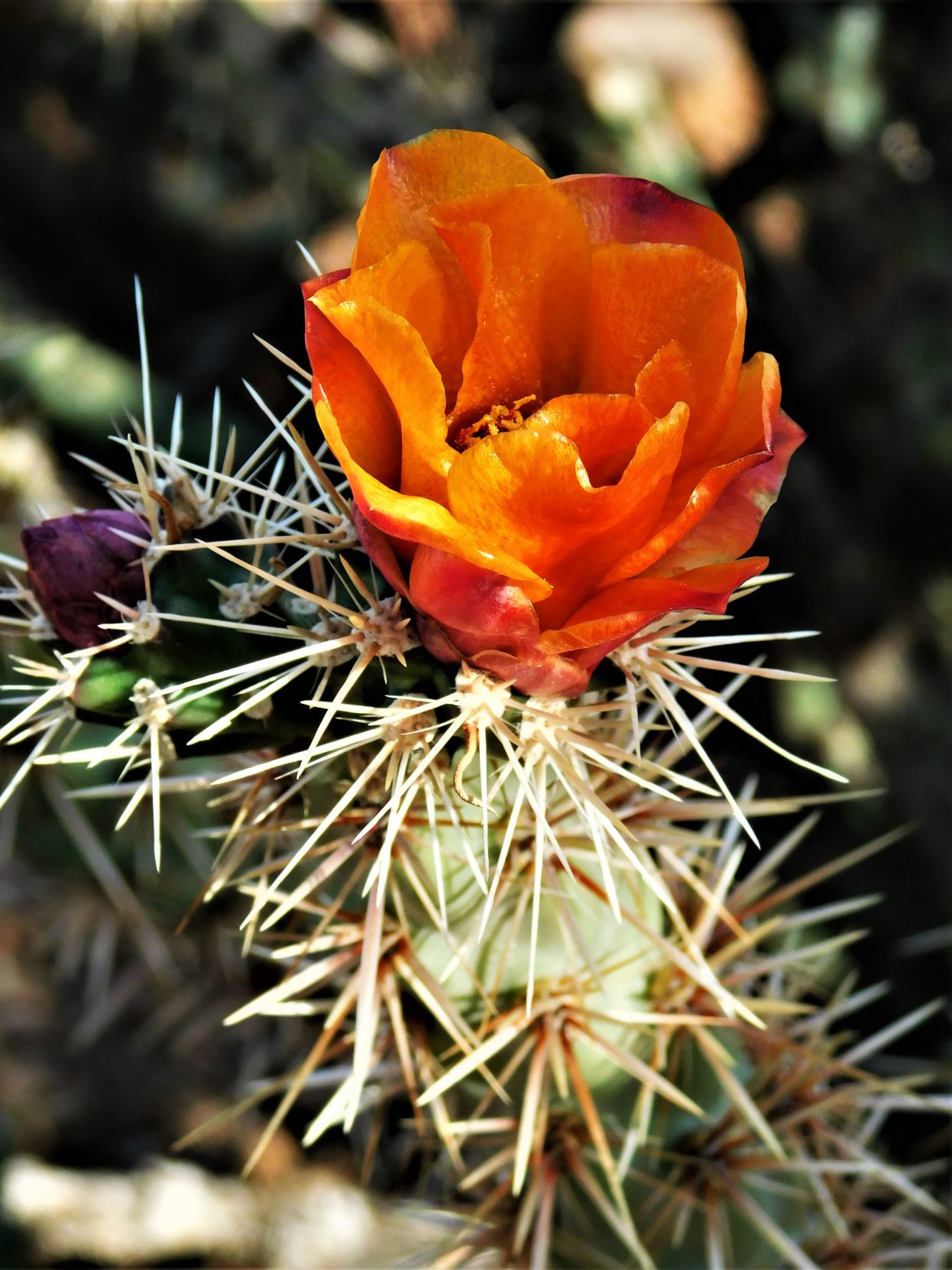Cactus Flower